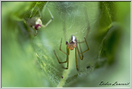 araignée épeire (78)